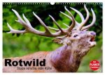 Rotwild. Edle Hirsche, stolze Kühe (Wandkalender 2026 DIN A3 quer), CALVENDO Monatskalender