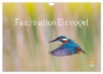 Faszination Eisvogel (Wandkalender 2026 DIN A4 quer), CALVENDO Monatskalender
