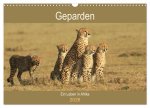 Geparden - Ein Leben in Afrika (Wandkalender 2026 DIN A3 quer), CALVENDO Monatskalender