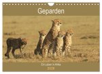 Geparden - Ein Leben in Afrika (Wandkalender 2026 DIN A4 quer), CALVENDO Monatskalender