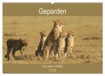 Geparden - Ein Leben in Afrika (Wandkalender 2026 DIN A2 quer), CALVENDO Monatskalender