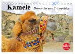 Kamele. Dromedar und Trampeltier (Tischkalender 2026 DIN A5 quer), CALVENDO Monatskalender
