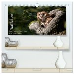 Waldkäuze, fotografiert in München (hochwertiger Premium Wandkalender 2026 DIN A2 quer), Kunstdruck in Hochglanz