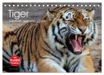 Tiger. Gestreift, wild und schön (Tischkalender 2026 DIN A5 quer), CALVENDO Monatskalender