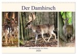 Der Damhirsch - Der Schaufelträger des Waldes (Wandkalender 2026 DIN A3 quer), CALVENDO Monatskalender