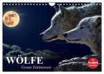 Wölfe. Graue Eminenzen (Wandkalender 2026 DIN A4 quer), CALVENDO Monatskalender
