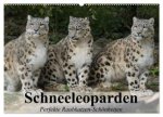 Schneeleoparden. Perfekte Raubkatzen-Schönheiten (Wandkalender 2026 DIN A2 quer), CALVENDO Monatskalender