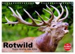 Rotwild. Edle Hirsche, stolze Kühe (Wandkalender 2026 DIN A4 quer), CALVENDO Monatskalender