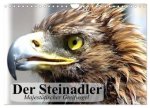 Der Steinadler. Majestätischer Greifvogel (Wandkalender 2026 DIN A4 quer), CALVENDO Monatskalender