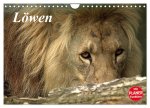 Löwen (Wandkalender 2026 DIN A4 quer), CALVENDO Monatskalender