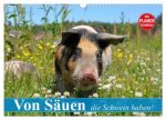 Von Säuen die Schwein haben! (Wandkalender 2026 DIN A3 quer), CALVENDO Monatskalender