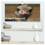 Vogel Strauß. Imposanter Riese und Läufer (hochwertiger Premium Wandkalender 2026 DIN A2 quer), Kunstdruck in Hochglanz