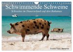 Schwimmende Schweine (Wandkalender 2026 DIN A4 quer), CALVENDO Monatskalender