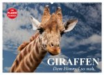 Giraffen. Dem Himmel so nah (Wandkalender 2026 DIN A2 quer), CALVENDO Monatskalender