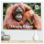 Orang-Utans (hochwertiger Premium Wandkalender 2026 DIN A2 quer), Kunstdruck in Hochglanz