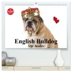 English Bulldog XXL Models (hochwertiger Premium Wandkalender 2026 DIN A2 quer), Kunstdruck in Hochglanz