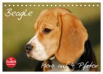 Beagle - Herz auf 4 Pfoten (Tischkalender 2026 DIN A5 quer), CALVENDO Monatskalender