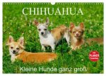 Chihuahua - Kleine Hunde ganz groß (Wandkalender 2026 DIN A3 quer), CALVENDO Monatskalender