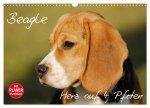 Beagle - Herz auf 4 Pfoten (Wandkalender 2026 DIN A3 quer), CALVENDO Monatskalender