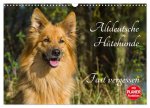 Altdeutsche Hütehunde - Fast vergessen (Wandkalender 2026 DIN A3 quer), CALVENDO Monatskalender