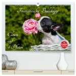 Französische Bulldogge - Clown auf 4 Pfoten (hochwertiger Premium Wandkalender 2026 DIN A2 quer), Kunstdruck in Hochglanz