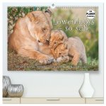 Emotionale Momente: Löwenbabys - so süß. (hochwertiger Premium Wandkalender 2026 DIN A2 quer), Kunstdruck in Hochglanz