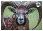 Emotionale Momente: Muffelwild. (Wandkalender 2026 DIN A3 quer), CALVENDO Monatskalender