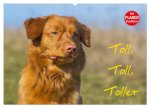 Toll, toll, Toller (Wandkalender 2026 DIN A2 quer), CALVENDO Monatskalender