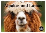 Alpakas und Lamas (Wandkalender 2026 DIN A4 quer), CALVENDO Monatskalender