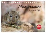 Mausebande (Tischkalender 2026 DIN A5 quer), CALVENDO Monatskalender