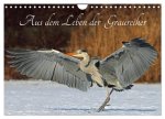 Aus dem Leben der Graureiher (Wandkalender 2026 DIN A4 quer), CALVENDO Monatskalender