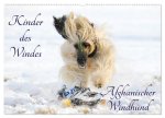 Kinder des Windes - Afghanischer Windhund (Wandkalender 2026 DIN A2 quer), CALVENDO Monatskalender
