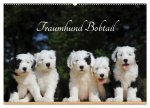 Traumhund Bobtail (Wandkalender 2026 DIN A2 quer), CALVENDO Monatskalender