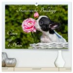 Französische Bulldogge - Clown auf 4 Pfoten (hochwertiger Premium Wandkalender 2026 DIN A2 quer), Kunstdruck in Hochglanz