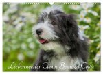 Liebenswerter Clown Bearded Collie (Wandkalender 2026 DIN A3 quer), CALVENDO Monatskalender