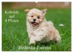 Kobolde auf 4 Pfoten - Bolonka Zwetna (Wandkalender 2026 DIN A2 quer), CALVENDO Monatskalender