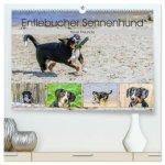 Entlebucher Sennenhund - treue Freunde (hochwertiger Premium Wandkalender 2026 DIN A2 quer), Kunstdruck in Hochglanz