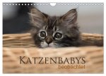 Katzenbabys beobachtet (Wandkalender 2026 DIN A4 quer), CALVENDO Monatskalender