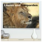 Löwen und Leoparden - Begegnungen in Afrika (hochwertiger Premium Wandkalender 2026 DIN A2 quer), Kunstdruck in Hochglanz