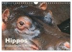 Hippos - Begegnungen in Afrika (Wandkalender 2026 DIN A4 quer), CALVENDO Monatskalender