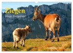 Ziegen. Kluge Freigeister (Wandkalender 2026 DIN A3 quer), CALVENDO Monatskalender