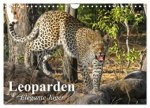 Leoparden. Elegante Jäger (Wandkalender 2026 DIN A4 quer), CALVENDO Monatskalender