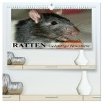 Ratten - Gelehrige Haustiere (hochwertiger Premium Wandkalender 2026 DIN A2 quer), Kunstdruck in Hochglanz