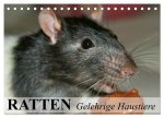 Ratten - Gelehrige Haustiere (Tischkalender 2026 DIN A5 quer), CALVENDO Monatskalender