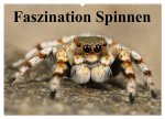 Faszination Spinnen (Wandkalender 2026 DIN A2 quer), CALVENDO Monatskalender