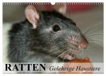 Ratten - Gelehrige Haustiere (Wandkalender 2026 DIN A3 quer), CALVENDO Monatskalender