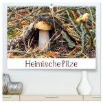 Heimische Pilze (hochwertiger Premium Wandkalender 2026 DIN A2 quer), Kunstdruck in Hochglanz