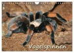 Vogelspinnen (Wandkalender 2026 DIN A4 quer), CALVENDO Monatskalender