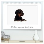 Dobermann Welpen (hochwertiger Premium Wandkalender 2026 DIN A2 quer), Kunstdruck in Hochglanz