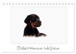Dobermann Welpen (Tischkalender 2026 DIN A5 quer), CALVENDO Monatskalender